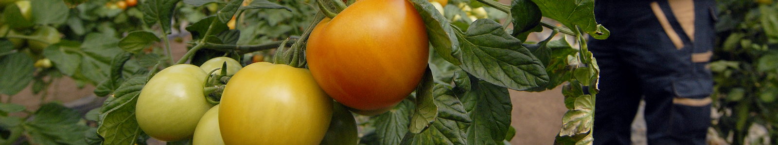 Tomaten an einer Tomatenpflanze ©Feuerbach